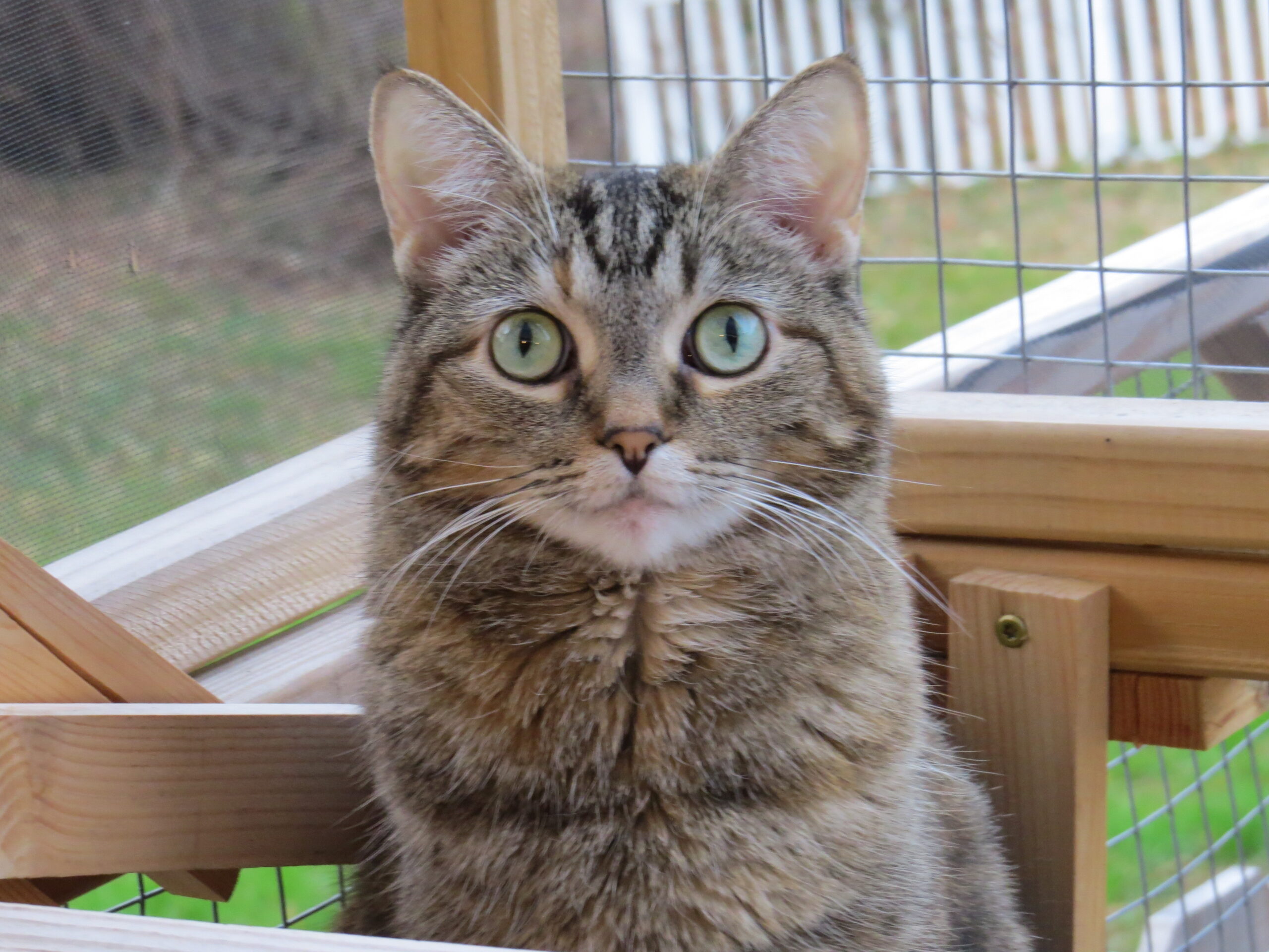 Long-haired tabby cat with large green eyes sitting on an outdoor catio while looking directly into the camera.