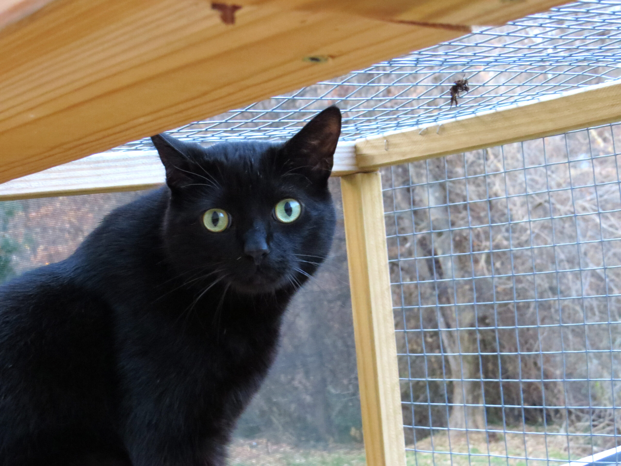 Black cat with green eyes on an outdoor catio looking into the camera.
