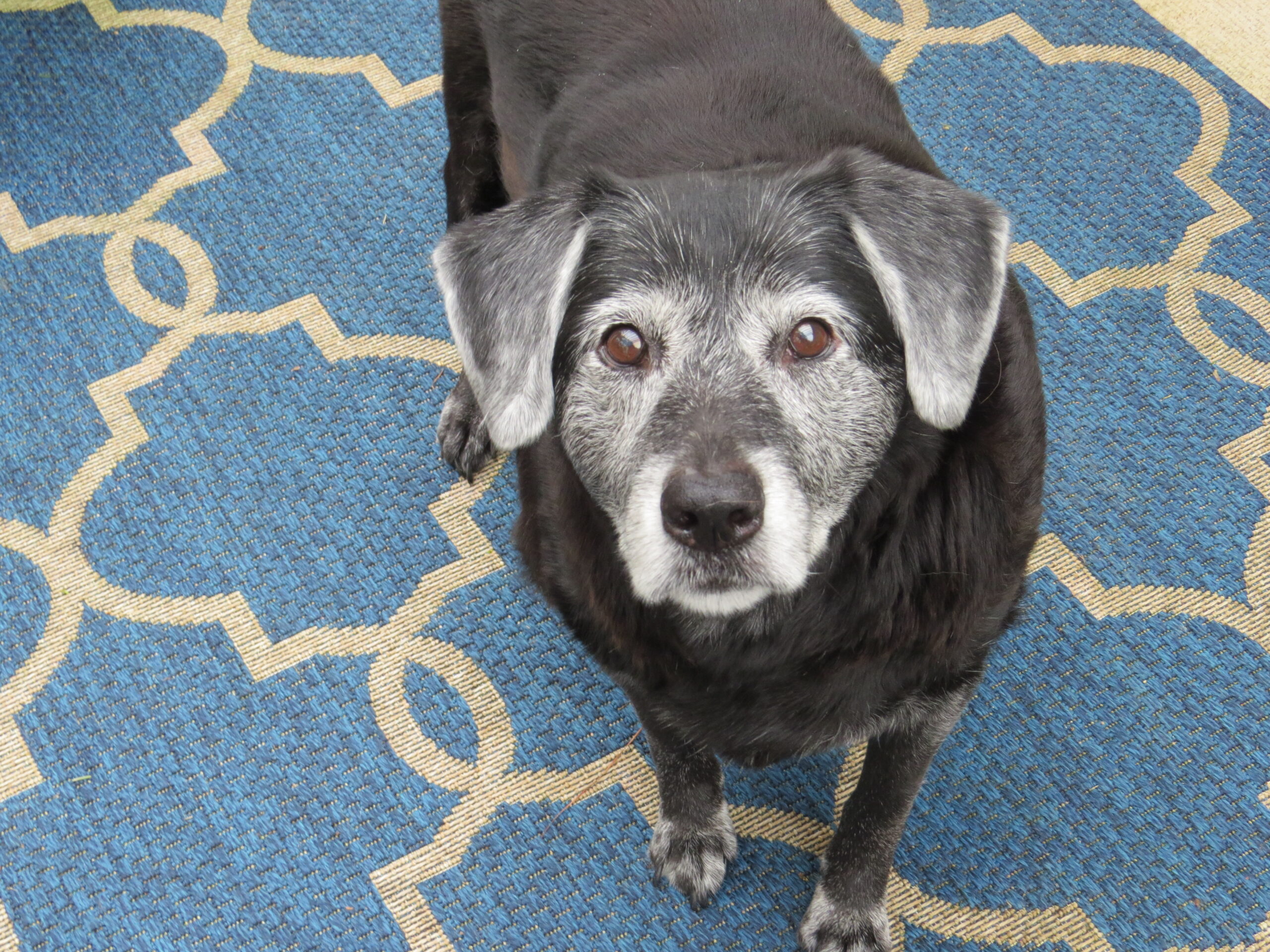 Black lab mix with a frosted face standing on a blue outdoor rug while looking curiously into the camera.