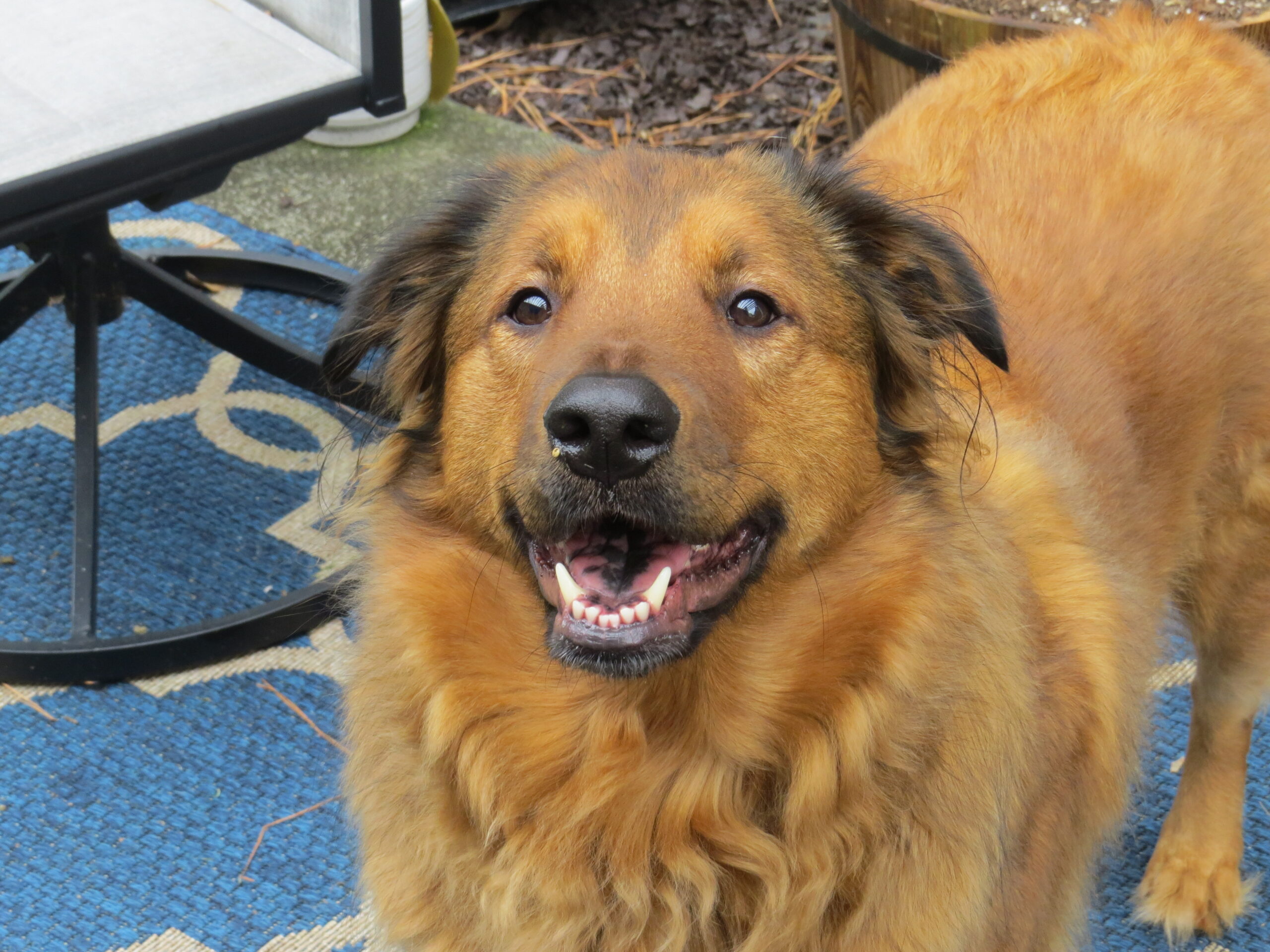 Tan long-haired mixed breed dog panting while looking into the camera.
