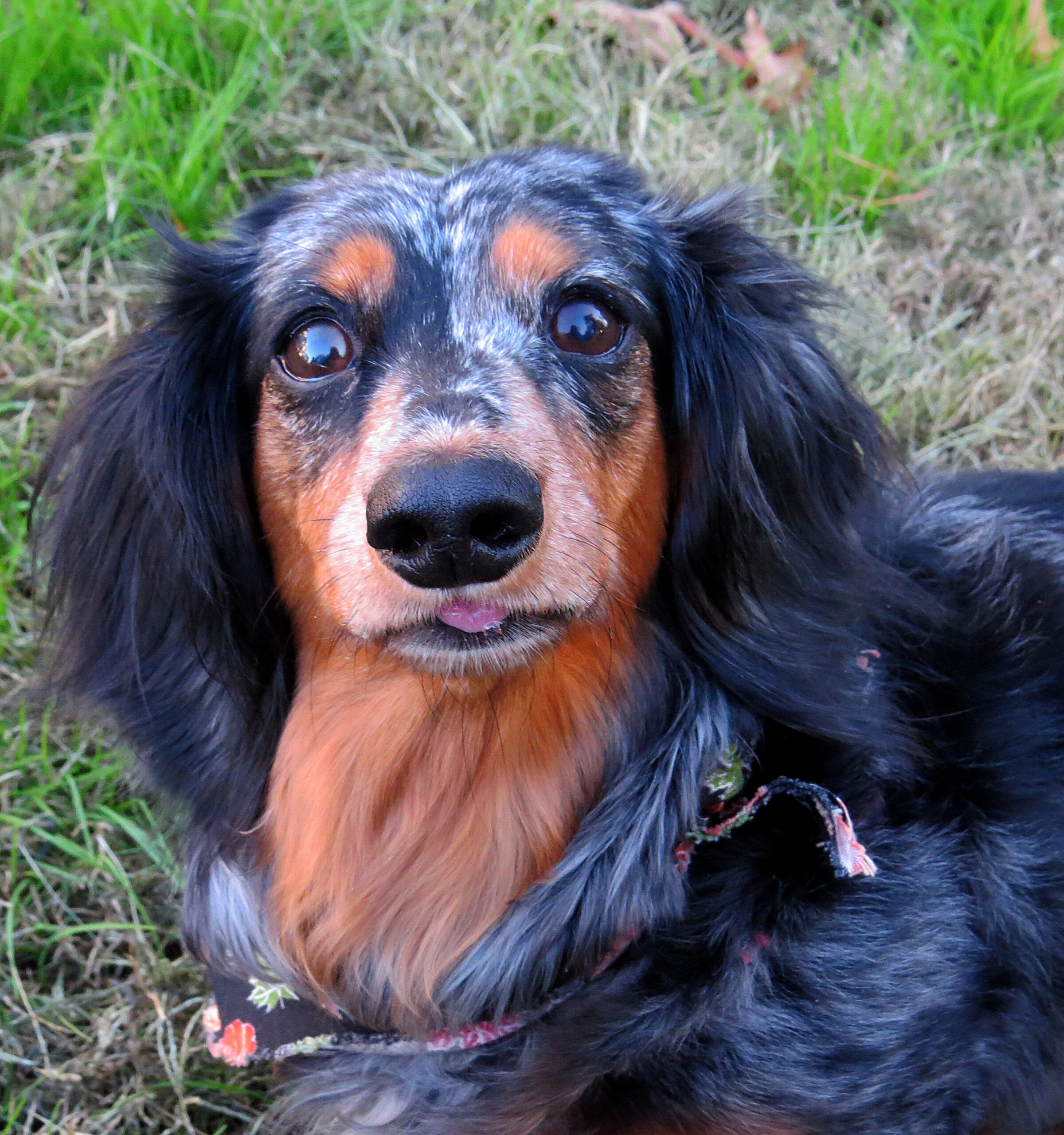 Long-haired black and tan dapple dachshund with a slightly grey muzzle wearing a bandana