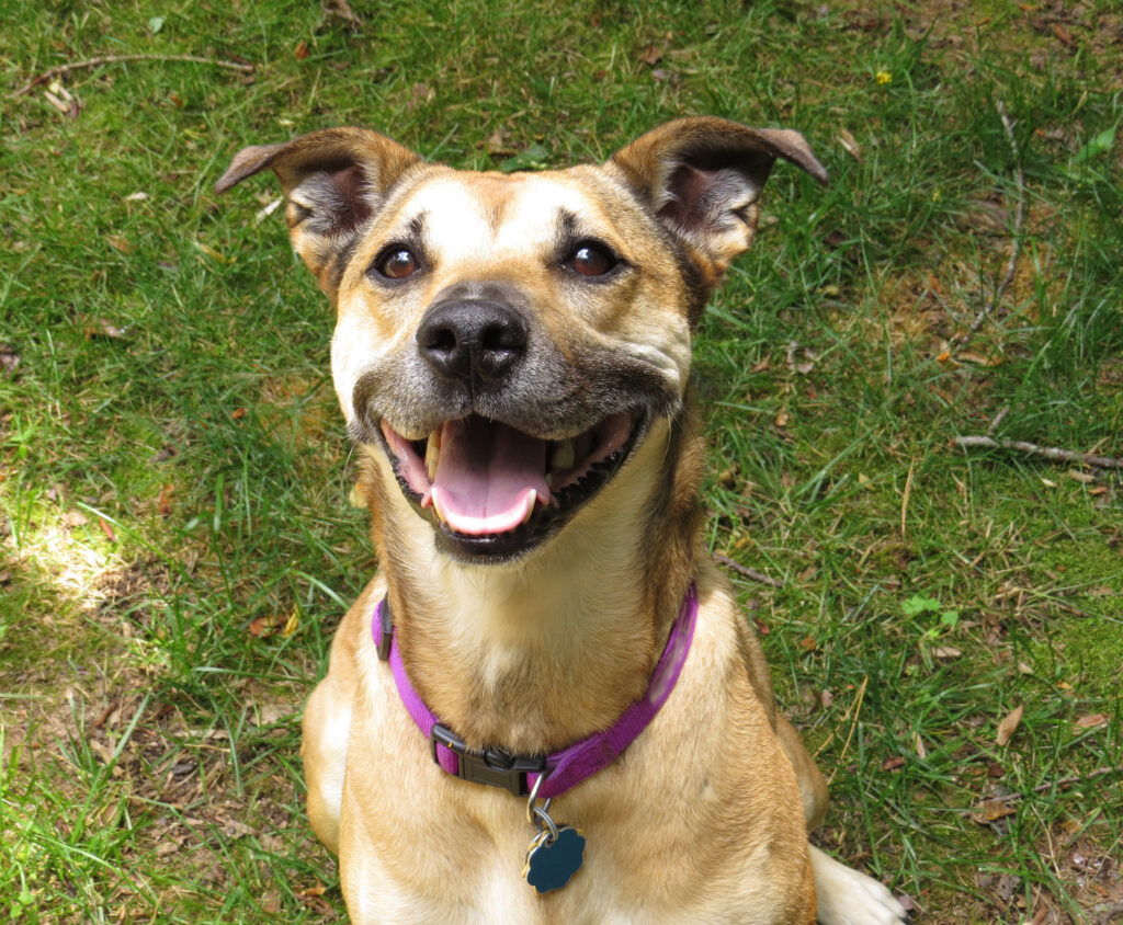 Tan mixed breed dog with a grey muzzle and a purple collar sitting and looking at the camera with a big, panting smile.