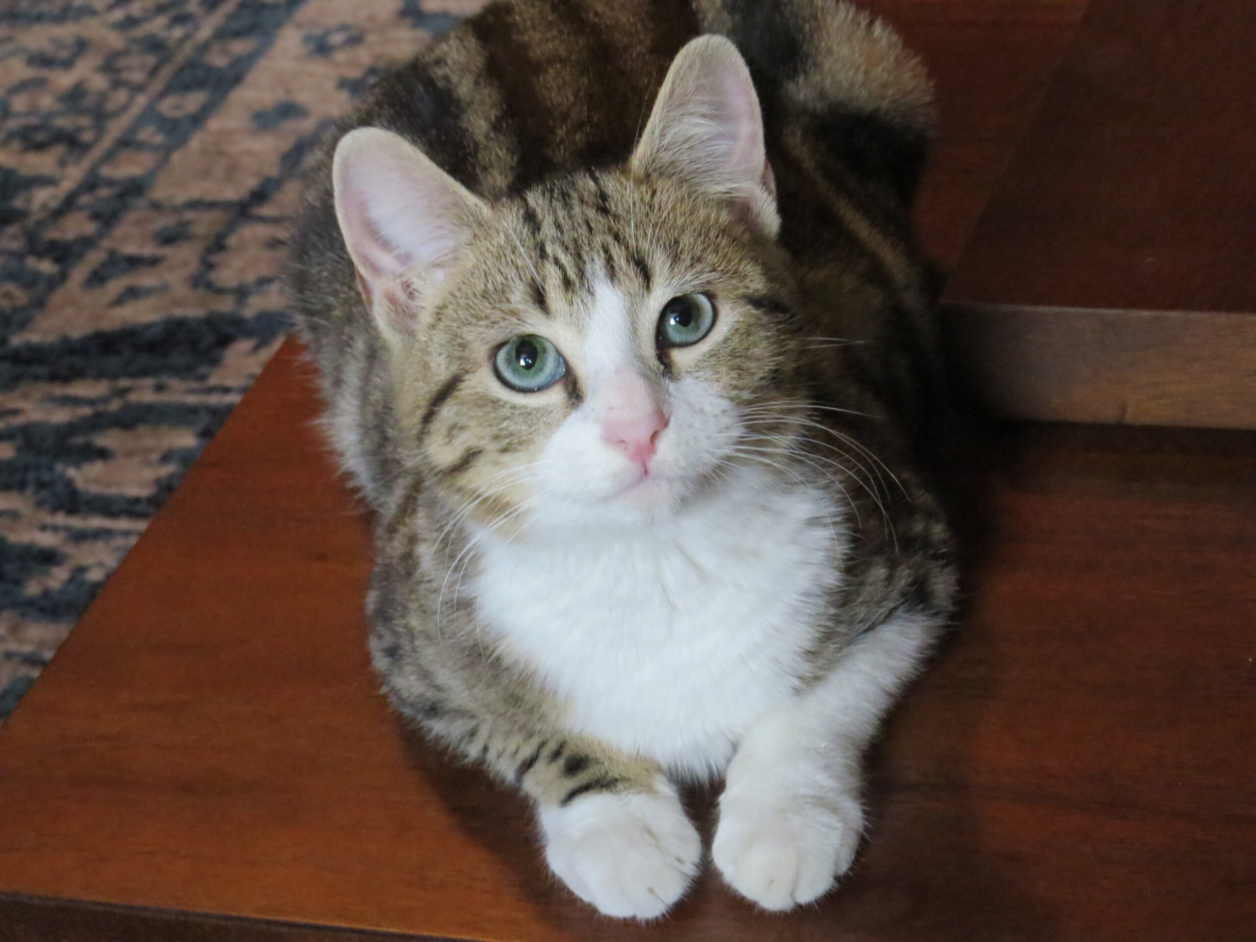 White and grey kitten with black stripes and blue eyes loafing on a table while looking into the camera.