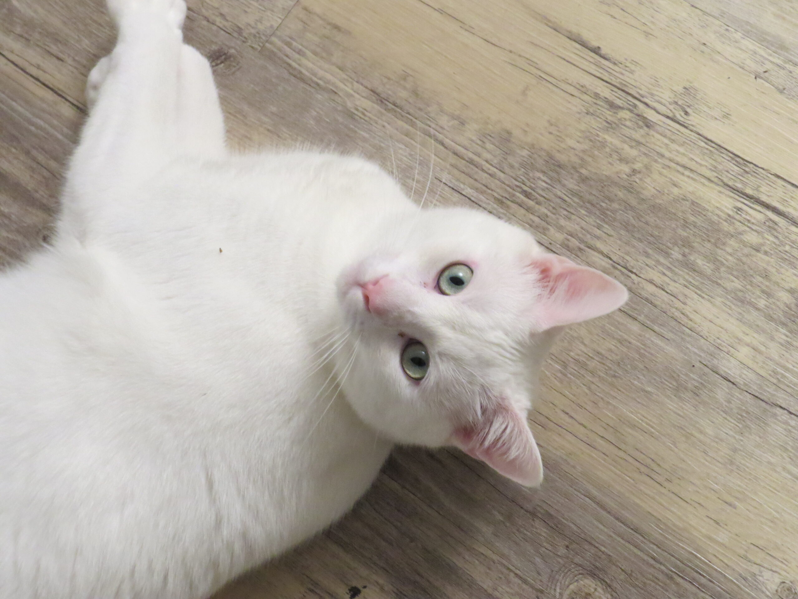 White cat with green eyes lying on his back on a hardwood floor.