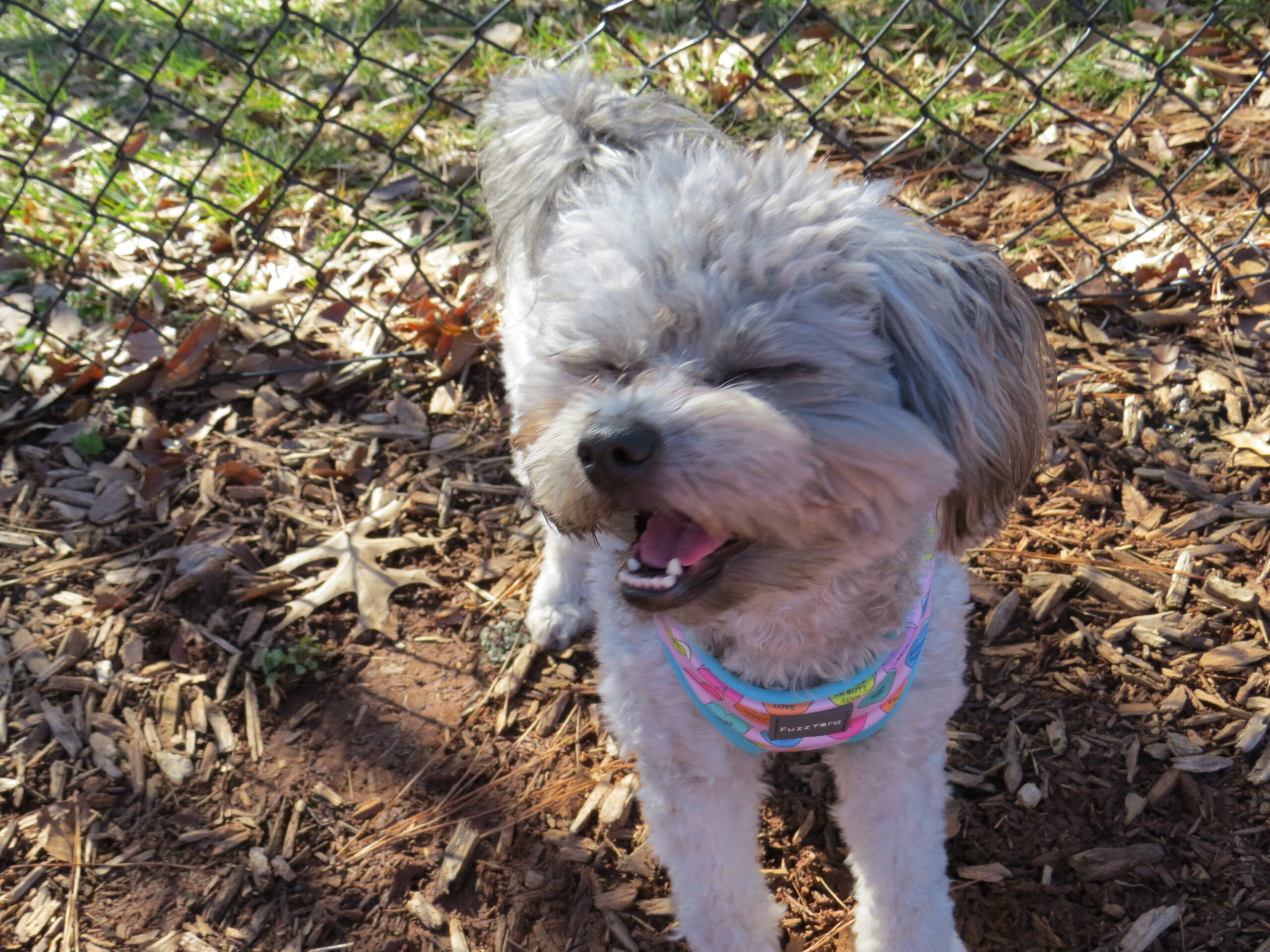 Light grey small poodle mix with a multi-colored harness standing outdoors with her eyes closed and her head turned.