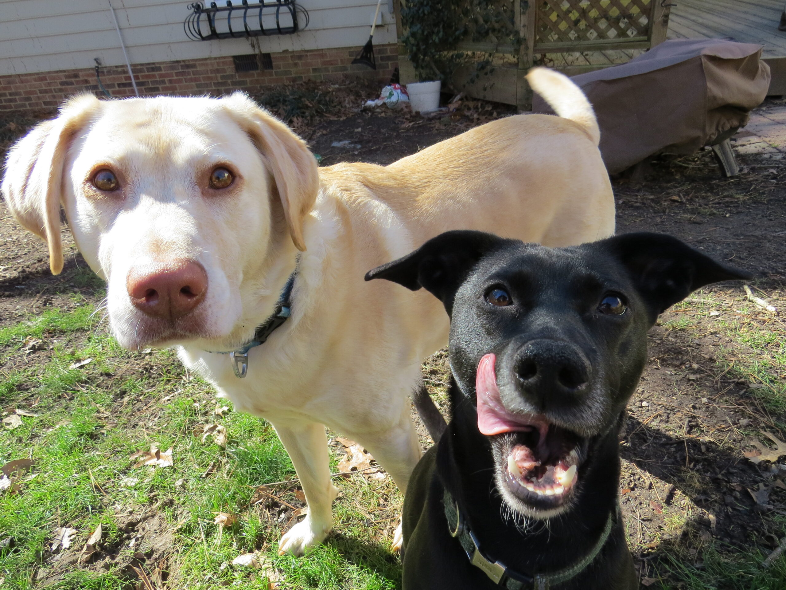 Large yellow lab and small black lab mix in backyard looking into camera.