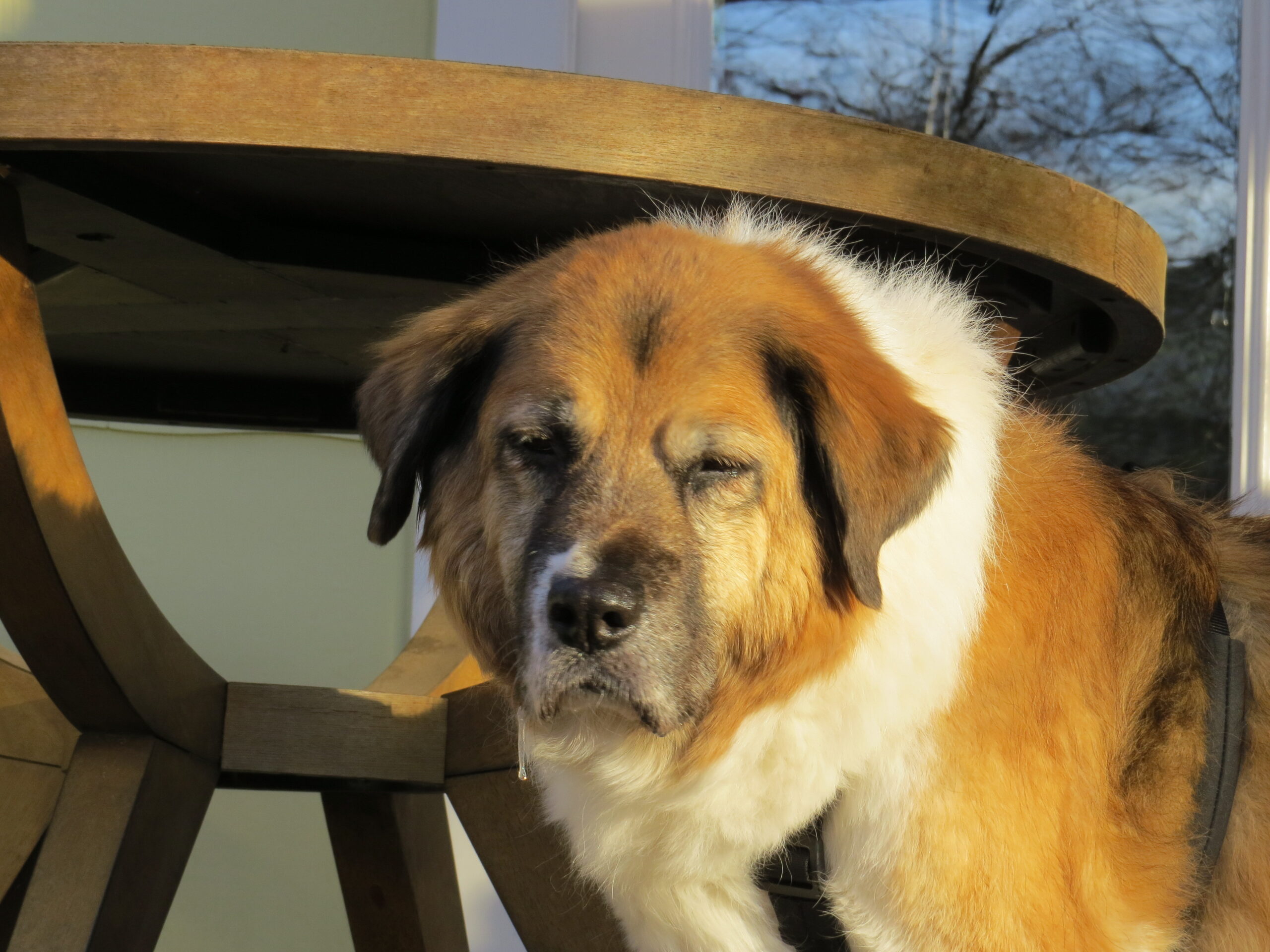 Large long-haired dog with white and tan coat and a grey muzzle standing in a backyard in the sunlight with her eyes closed.