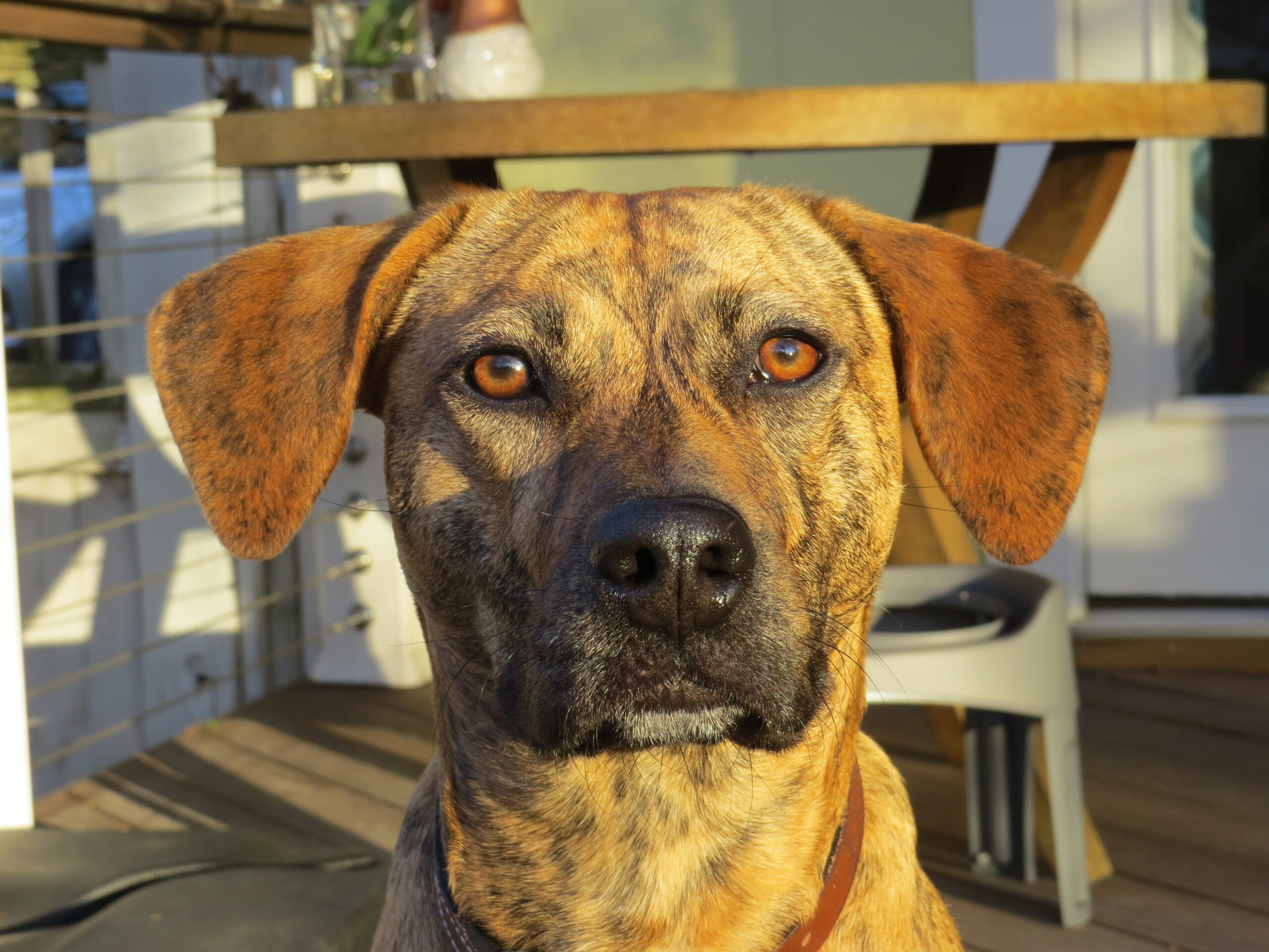 Tan brindle mixed breed dog with reddish-brown eyes sitting in the sunlight on back deck.