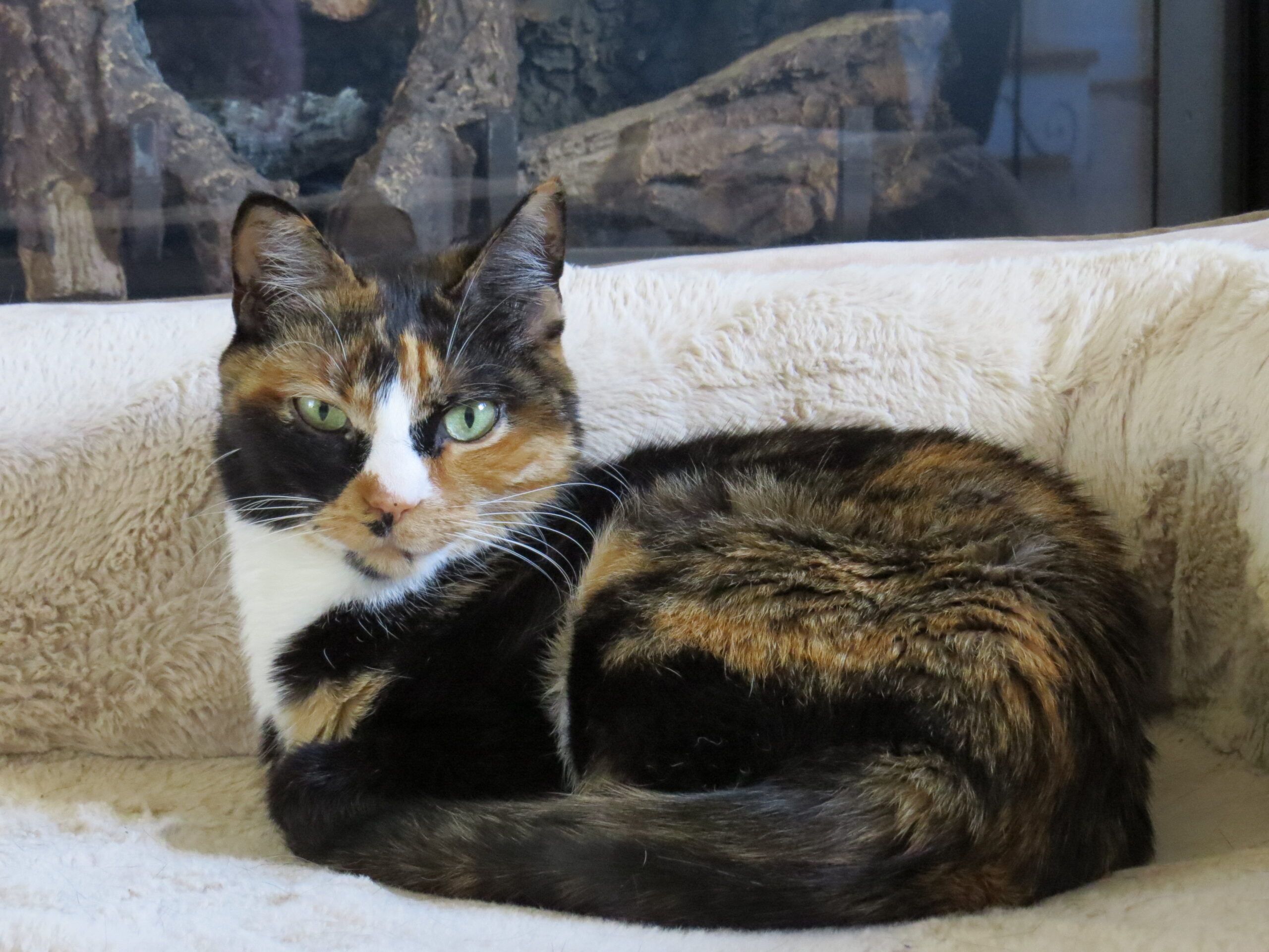 Calico cat lying on a white cat bed in front of a fireplace.