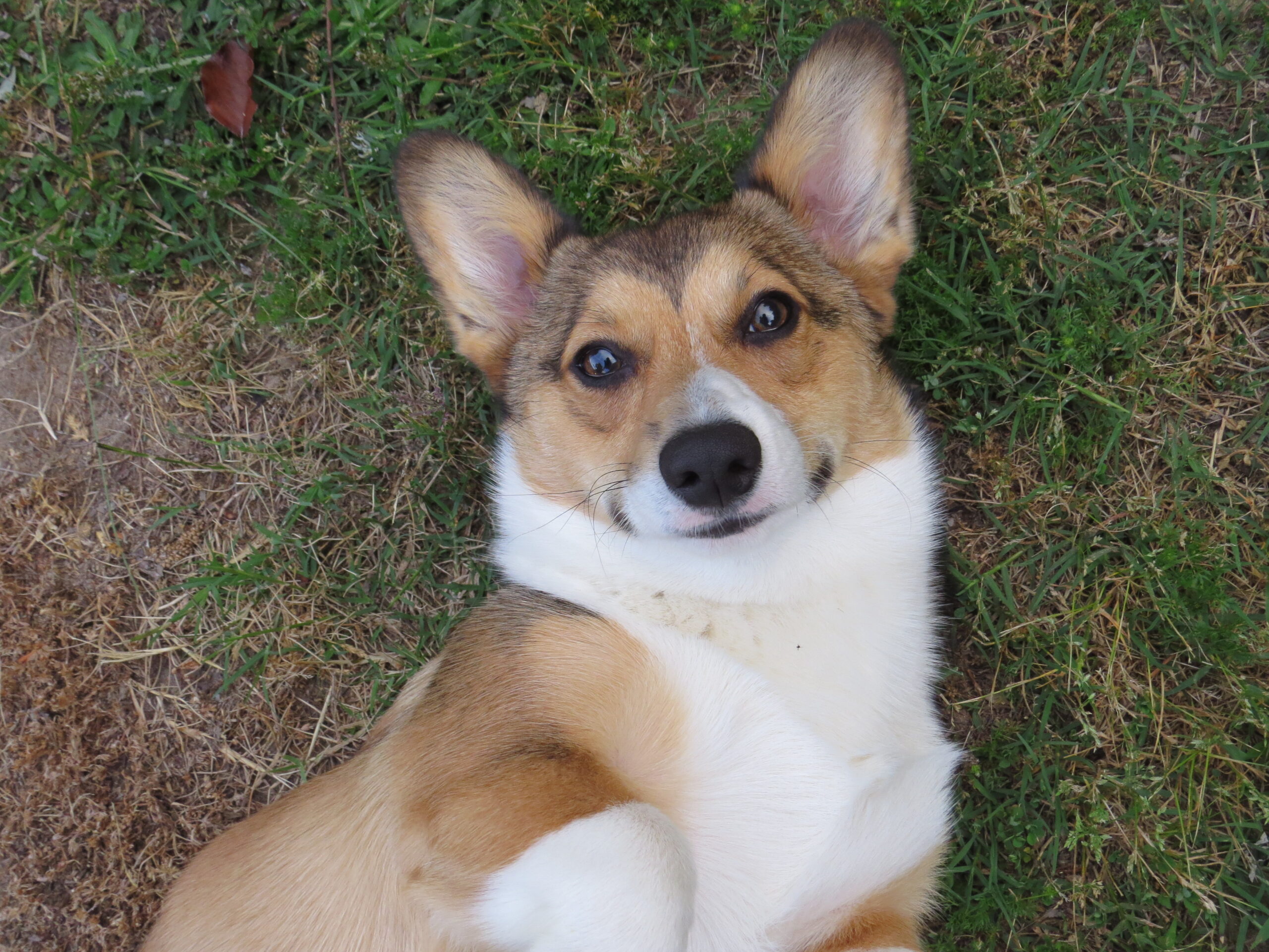 Tan and white Corgi dog lying on his back in the grass.