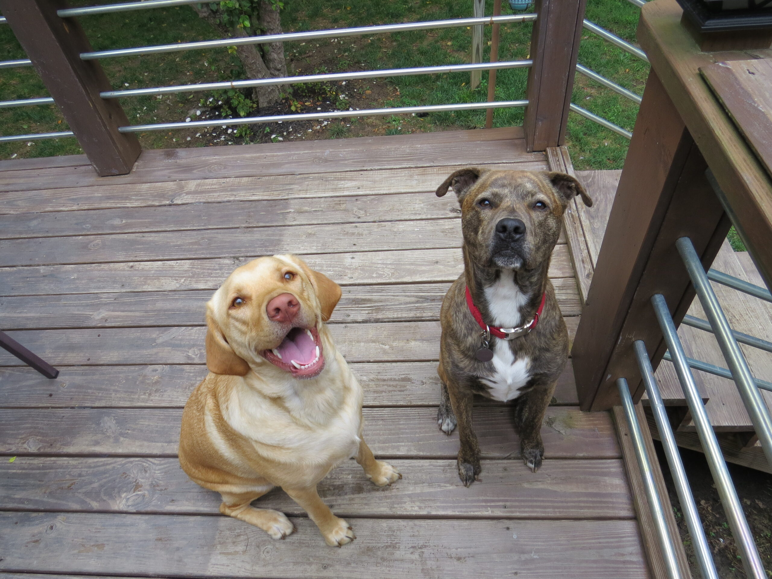 Yellow lab and pit bull mix sitting outside on deck while looking into the camera.