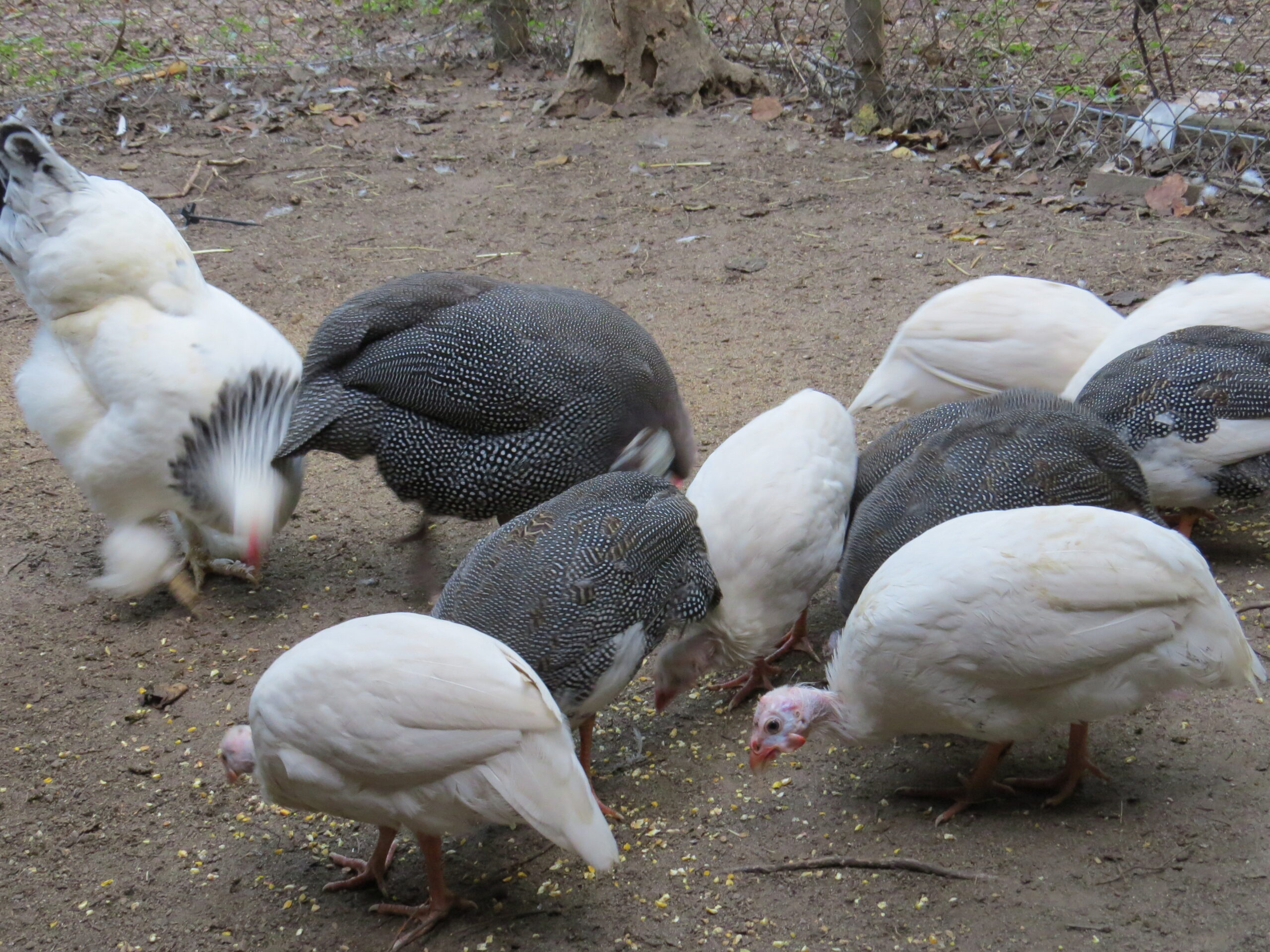 Grey and white guinea fowl in an enclosure feeding on chicken feed.