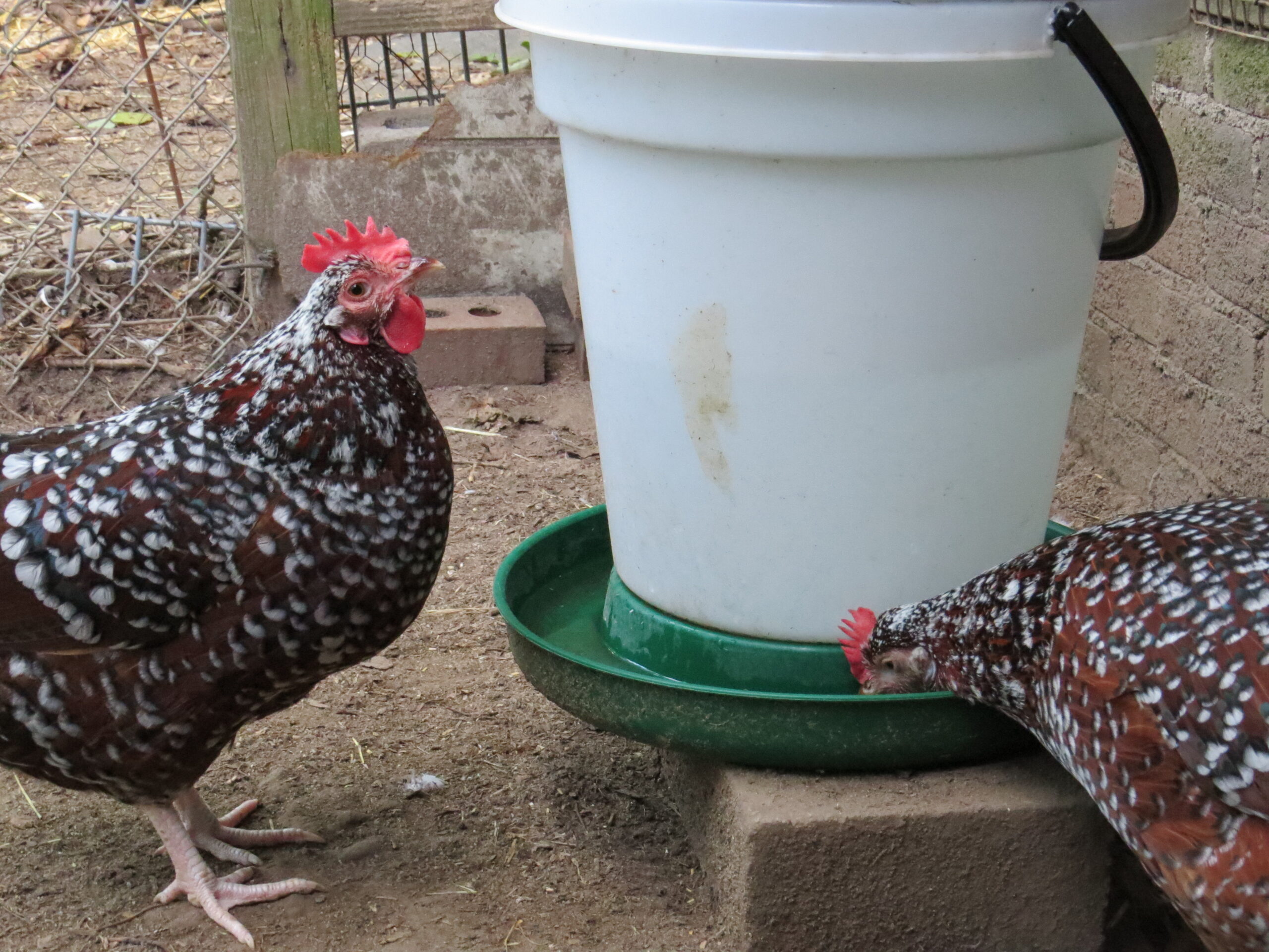 Two Plymouth Rock chickens in an enclosure drinking water from a water dispenser.