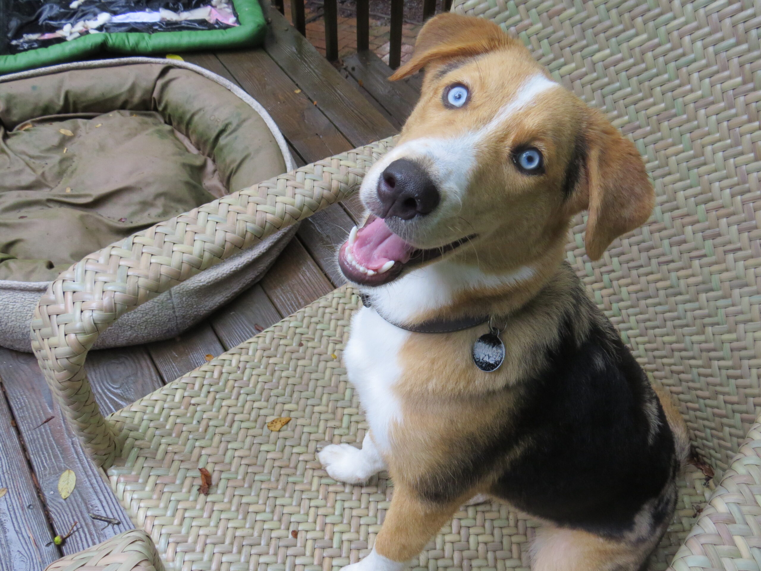 Australian Shepherd and Husky Mix with blue eyes panting while sitting on a chair on a deck.
