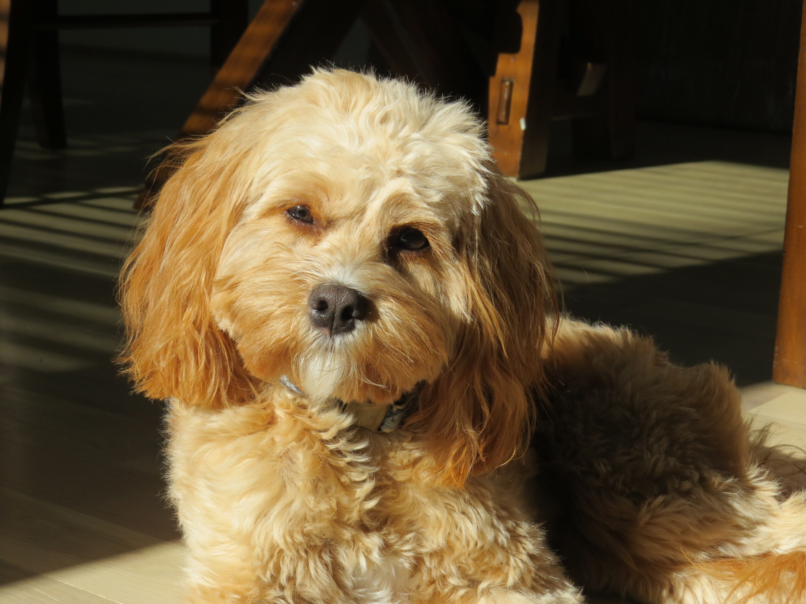 Small tan poodle mix sitting on the floor in the sunlight with her head slightly tilted as she looks into the camera.