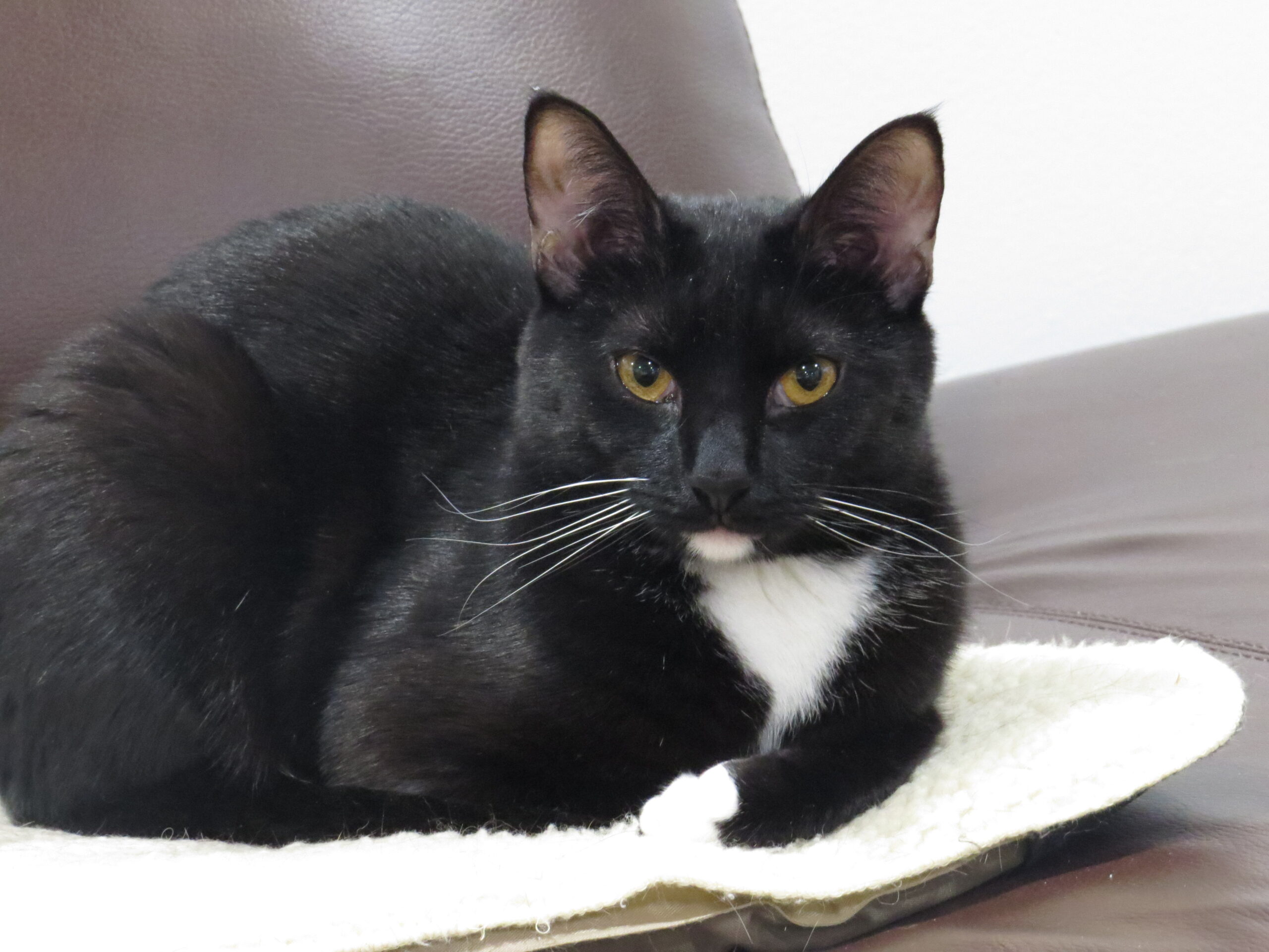 Black and white cat with golden eyes lying on a cat bed on a leather couch.