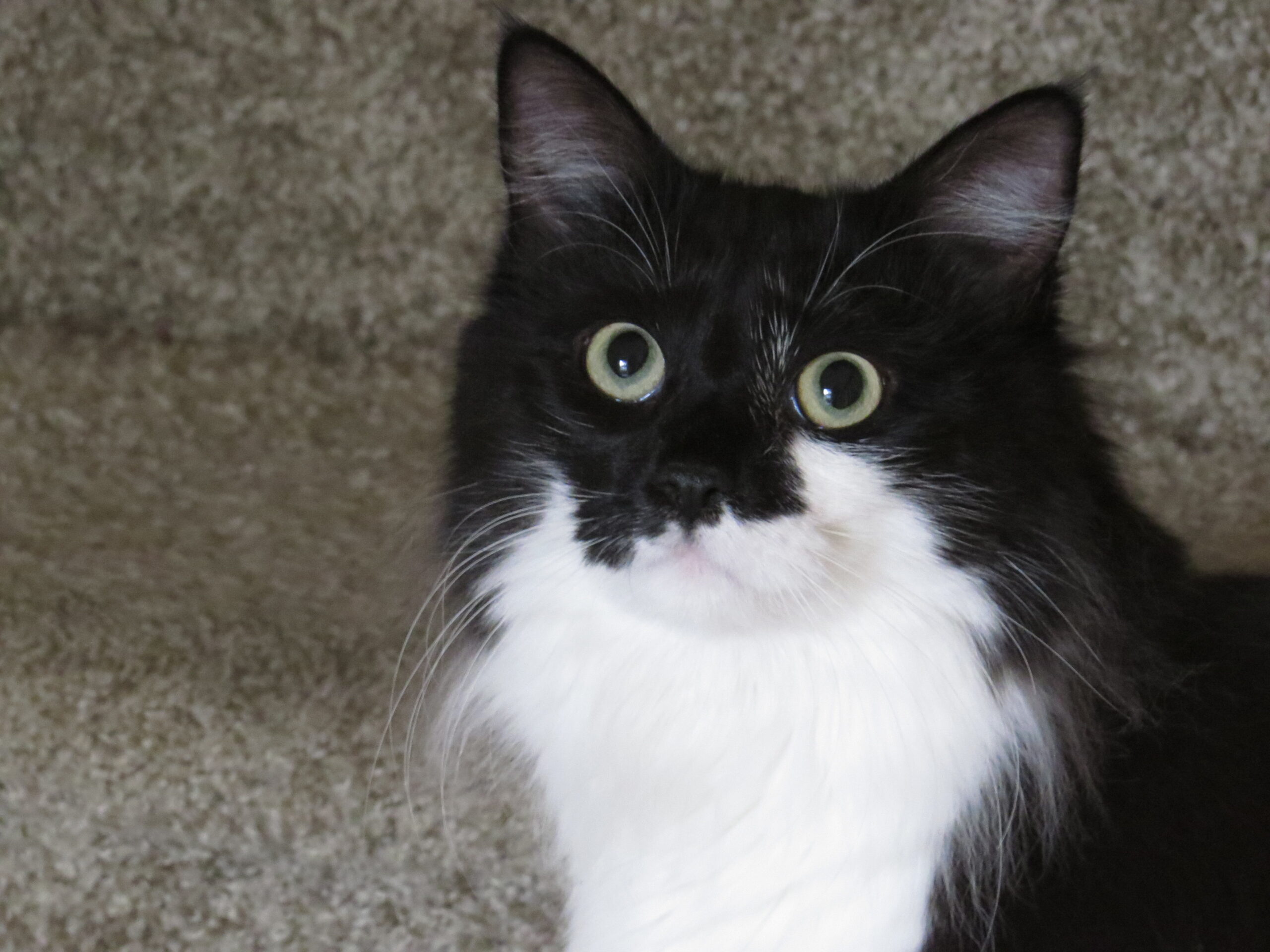 Black and white long-haired cat with green eyes sitting on carpeted steps while looking into the camera.